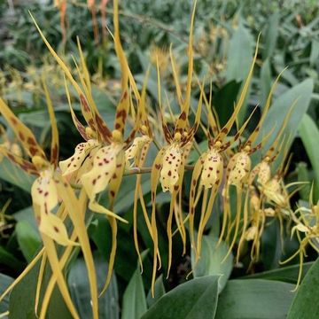 Brassia gireoudiana