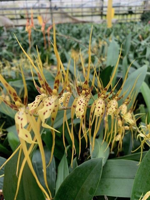 Brassia gireoudiana