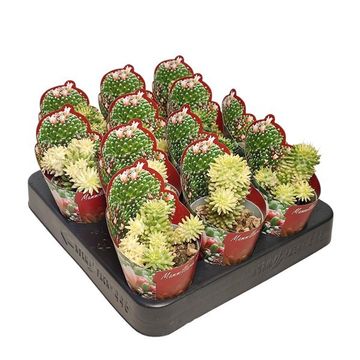 Mammillaria 'Caterpincy Variegata'