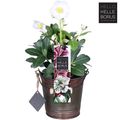 Helleborus niger 'Christmas Carol'