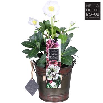 Helleborus niger 'Christmas Carol'