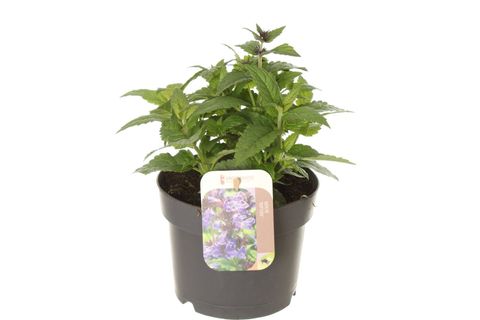 Nepeta NEPTUNE