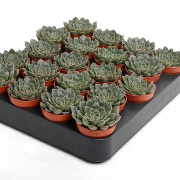 Echeveria secunda