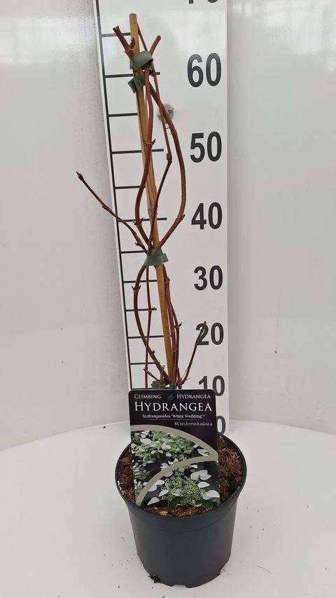 Schizophragma hydrangeoides 'White Wedding'