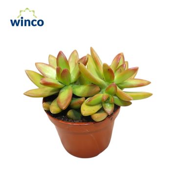 Sedum nussbaumerianum