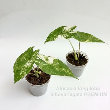 Alocasia longiloba 'Albovariegata'