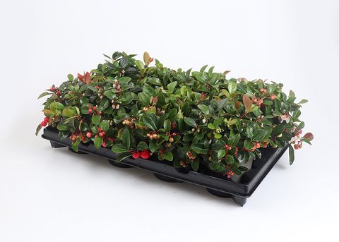 Gaultheria procumbens
