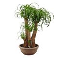 Beaucarnea recurvata