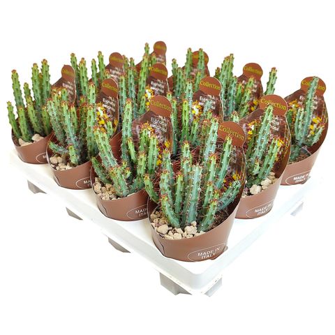 Euphorbia aeruginosa