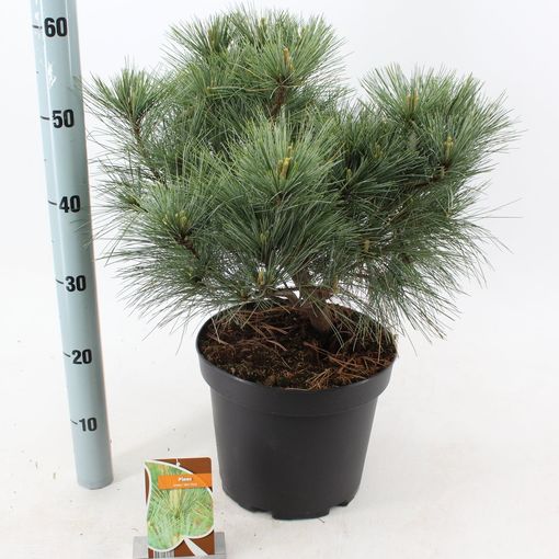 Pinus strobus 'Blue Shag' (About Plants Zundert BV)