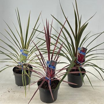 Cordyline MIX