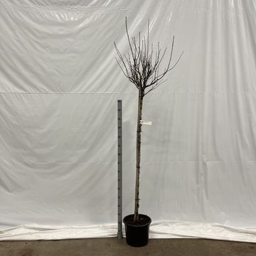 Physocarpus opulifolius 'Red Baron'