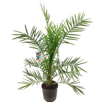 Phoenix canariensis