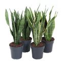 Sansevieria trifasciata MIX﻿