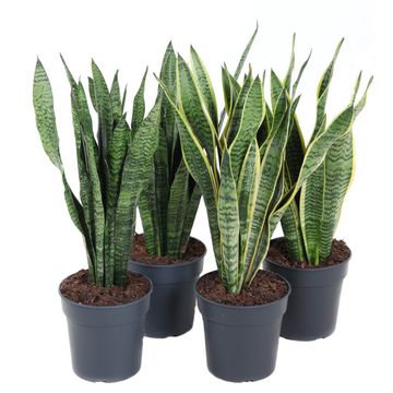 Sansevieria trifasciata MIX﻿