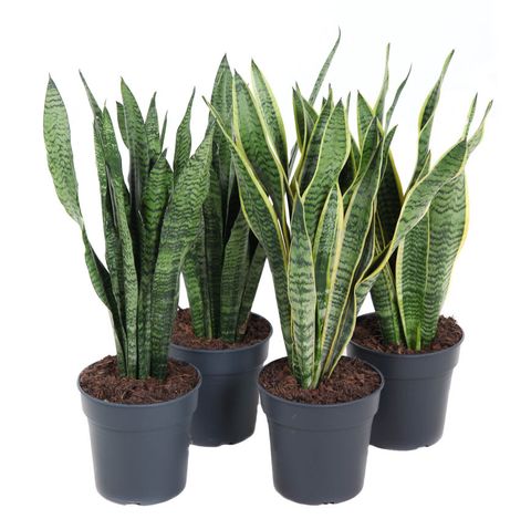 Sansevieria trifasciata MIX﻿