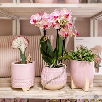 Pot KOLIBRI HOME DESERT PINK