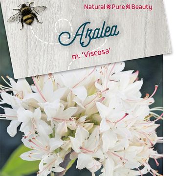 Rhododendron 'Viscosa' (AK)