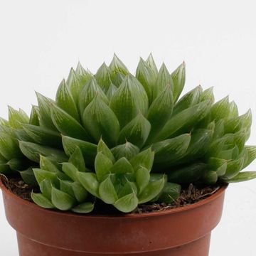 Haworthia cooperi