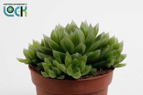 Haworthia cooperi