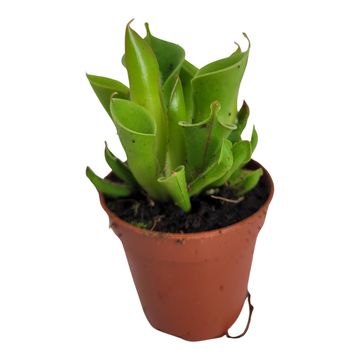 Heliamphora