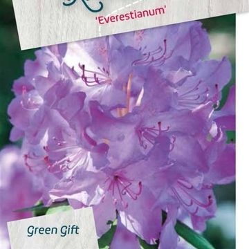 Rhododendron 'Эверестианум'