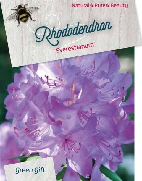 Rhododendron 'Эверестианум'