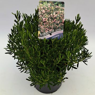 Andromeda polifolia 'Компакта'