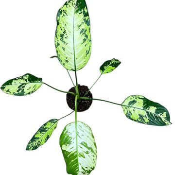 Dieffenbachia 'Yellow Star'