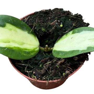Hoya acuta 'Inner Variegata'