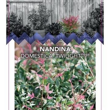 Nandina domestica 'Twilight'