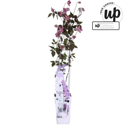 Clematis montana 'Fincent'