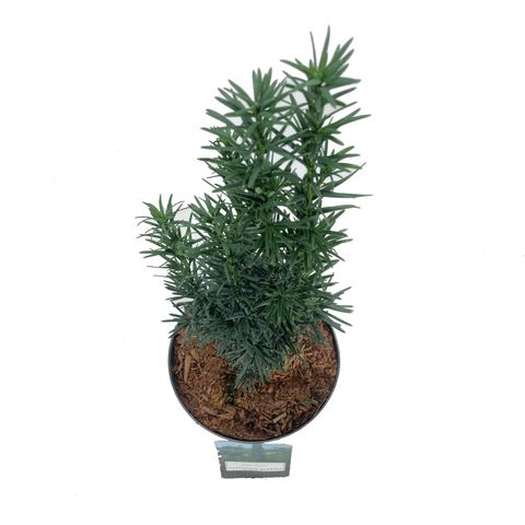 Taxus baccata 'Фастигиата Робуста'