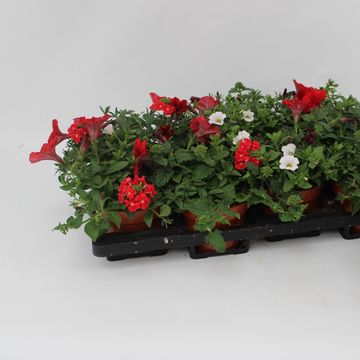 Perkplanten MIX IN POT