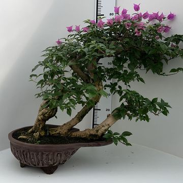 Bougainvillea glabra