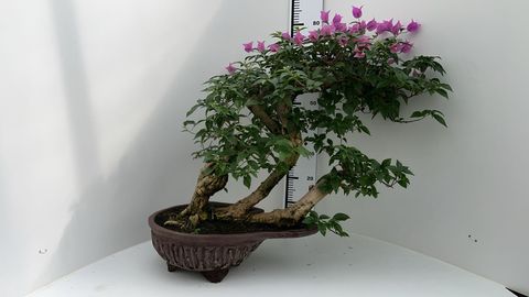 Bougainvillea glabra