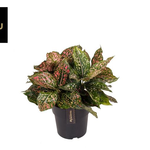 Aglaonema 'Pink Leopard'