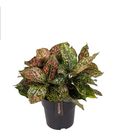 Aglaonema 'Pink Leopard'