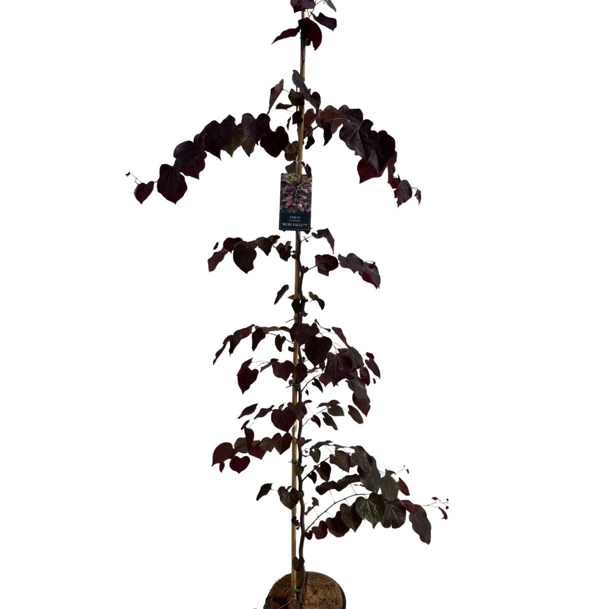 cercis-canadensis-ruby-falls-plant-wholesale-floraccess
