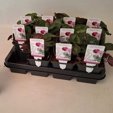 Cyclamen coum CLASSIC LEAF MIX