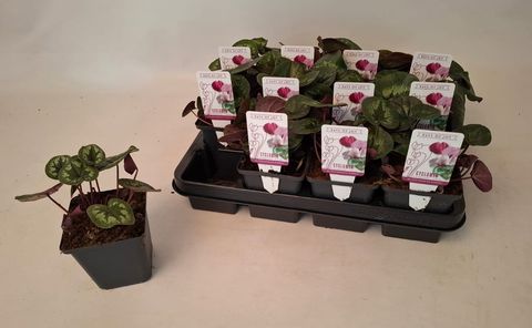 Cyclamen coum CLASSIC LEAF MIX