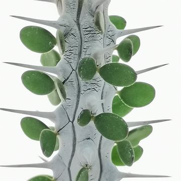 Alluaudia procera