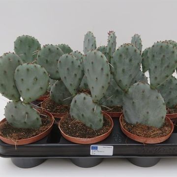 Opuntia santa-rita