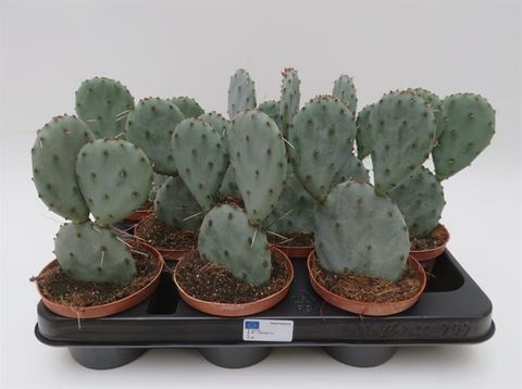 Opuntia santa-rita