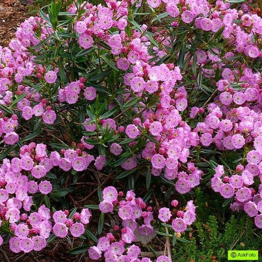 Kalmia polifolia 'Newfoundland'