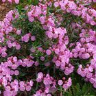 Kalmia polifolia 'Newfoundland'