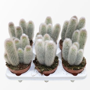Austrocephalocereus dybowskii