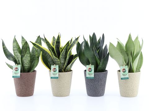 Sansevieria MIX