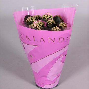 Kalanchoe blossfeldiana CALANDIVA MIX