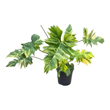 Philodendron FLORIDA BEAUTY x P. mayoi